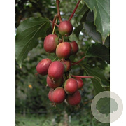 Actinidia a. 'Geneva' GM 1.5