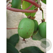 Actinidia a. 'Weiki' 50-60 cm C1.5