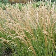 Achnatherum calamagrostis 'Algäu' GM P9 BIO