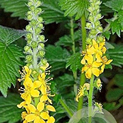 Agrimonia eupatoria GM P9 BIO