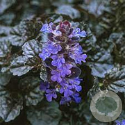 Ajuga reptans Black Scallop GM P9 BIO