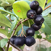 Aronia prunifolia 'Aron' 50-80 cm 3,0L