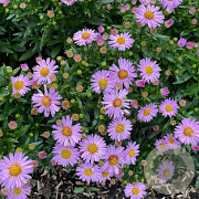Aster (D) 'Anneke' GM P9 BIO
