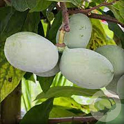 Asimina triloba 'Prima 1216' 60-80 cm 5,0L