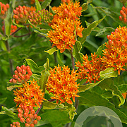 Asclepias tuberosa GM P9