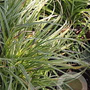 Carex 'Silver Sceptre' GM P9 BIO