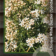 Choisya t. White Dazzler 25-30 cm 2,0L