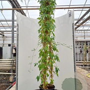 Clematis montana grandiflora 150-175 cm vierkant rond 5,5L