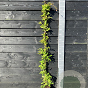 Clematis montana grandiflora 150-175 cm vierkant rond 5,5L