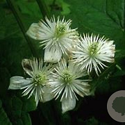 Clematis trichotoma 125-150 cm 12L