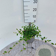 Cotoneaster dam. 'Major' 25-30 cm 2,0L