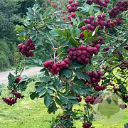 Crataegosorbus 'Granatnaja' 100-125 cm 3,0L