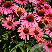 Echinacea 'Meditation Pink' GM P9 BIO