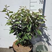 Elaeagnus ebbingei 50-60 cm 10L