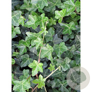 Hedera hel. 'Normandy Carpet' 150-175 cm vierkant rond 5,5L