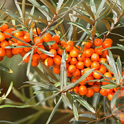 Hippophae rhamn. 'Sirola' 50-60 cm 3,0L