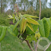 Juglans ailant. 'Campbell CW4' 100-125 cm 6L