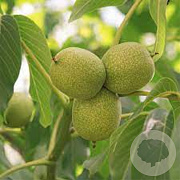 Juglans r. 'Chandler' 150-175 cm 10L