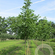 Juglans r. 'Margitha' 120-150 cm 7,5L