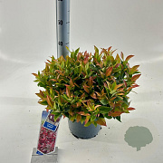 Leucothoe 'Zeblid' 35-40 cm 5,0L