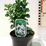 Ligustrum j. 'Rotundifolium' 30-35 cm 2,0L