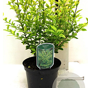 Ligustrum oval. 'Aureum' 35-40 cm 2,0L