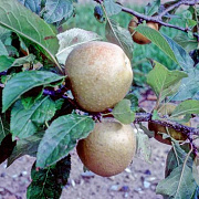Malus d. 'Herefordshire Redstreak' 120-150 cm 7,5L