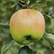Malus d. 'Keramere' 150-175 cm 10L