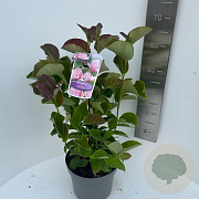 Magnolia 'Pink Ice' 70-90 cm P23