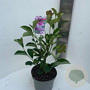 Magnolia Starburst 60-70 cm 
