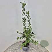 Mespilus germanica 80-100 cm 3,0L