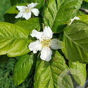 Mespilus g. 'Nottingham' halfstam 10L