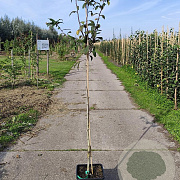 Mespilus g. 'Westerveld' 150-175 cm 10L