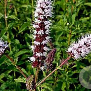 Mentha spicata GM P9 BIO