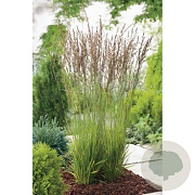 Molinia caerulea 'Heidezwerg' GM P9 BIO