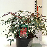 Nandina d. Flirt 20-25 cm 2,0L