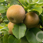Pyrus pyrifolia 'Shinseiki' 125-150 cm 10L