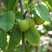 Pyrus pyrifolia 'Tama' halfstam 10L