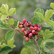 Rhus aromatica 40-60 cm 2,0L