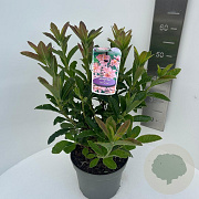 Rhododendron (AK) 'Berryrose' 40-50 cm 5,0L