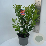 Rhododendron (AK) 'Gibraltar' 40-50 cm 5,0L
