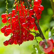 Ribes r. 'Jonkheer van Tets' 50-60 cm C1.5