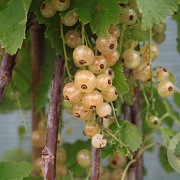 Ribes rub. 'Werdavia' GM 1.5