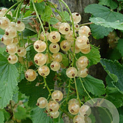 Ribes rub. 'Witte Parel' 50-60 cm 2,0L