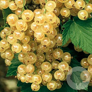 Ribes rub. Weisse Versailles GM 1.5