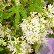 Ribes sang. 'Oregon Snowflake' GM 1.5