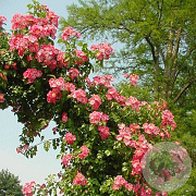 Rosa (K) 'American Pillar' 150-175 cm vierkant rond 5,5L