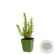 Rosmarinus officinalis GM  P11