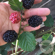 Rubus frut. 'Asterina' 30-40 cm 3,0L