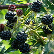 Rubus frut. 'Thornless Evergreen' 60-80 cm 3,0L